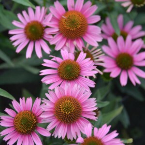 Jeżówka 'SunMagic Vintage Pink'