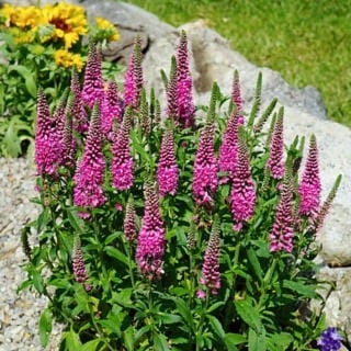 Przetacznik różowy 'Bubblegum Candles'