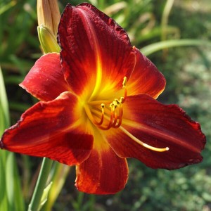 Liliowiec 'Major Hubal'