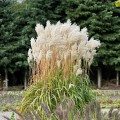 Miscanthus 'Ballerina'