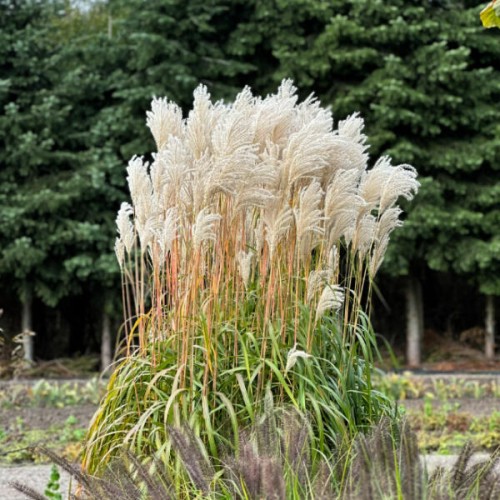 Miscanthus 'Ballerina'