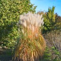 Miscanthus Ballerina sadzonki