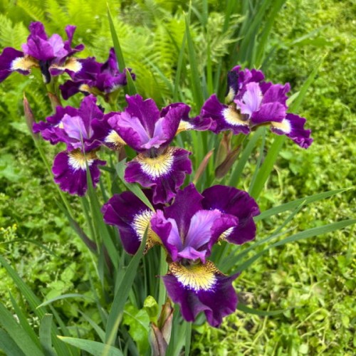 Irys syberyjski 'Contrast in Styles'.jpg