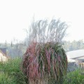 Miscanthus- Rosi