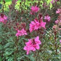 Gaura różowa ciemna