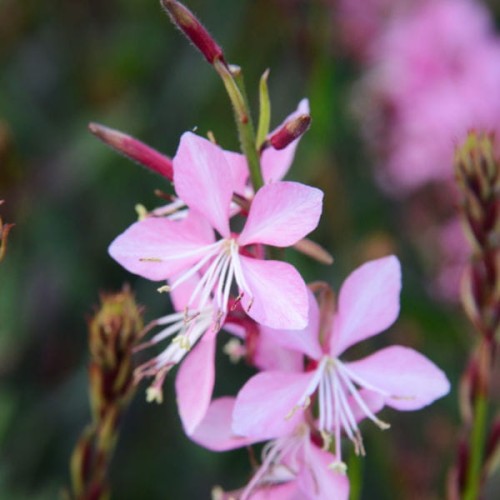 gaura-lindheimeri-rozowa-jasnorozowa-sadzonka.jpg