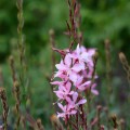 gaura-lindheimeri-rozowa-jasnorozowa-sadzonki.jpg