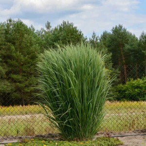 Proso rózgowate Northwind