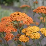 Krwawnik 'Terracotta'