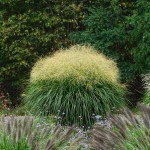 Miskant chiński Vanilla Sky