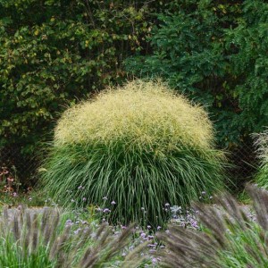 Miskant chiński Vanilla Sky