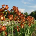 Irys brodkowy Cayenne Capers