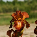 Irys 'Cayenne Capers'