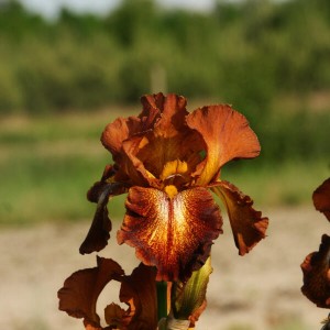 Irys 'Cayenne Capers'