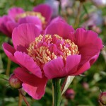 Piwonia 'Walter Mains'