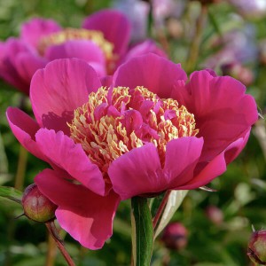 Piwonia 'Walter Mains'