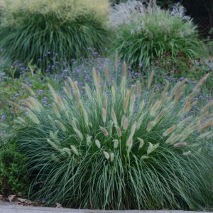 Rozplenica Herbstzauber