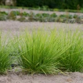 Sesleria jesienna