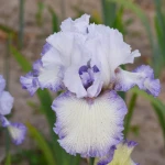 Irys 'Degas Dancer'