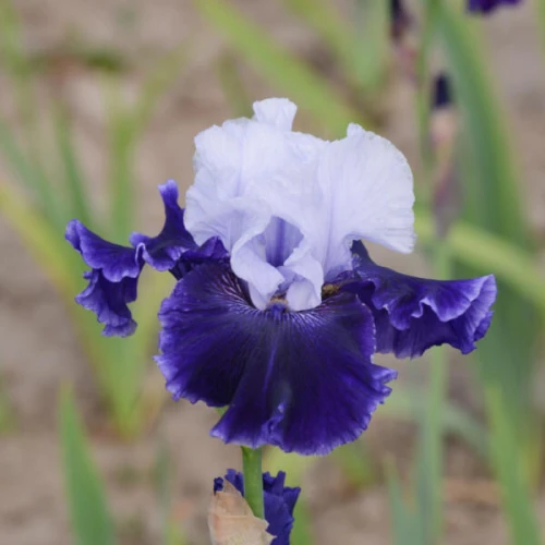 Irys World Premier sadzonka