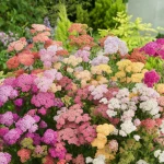 Krwawnik 'Summer Pastel'