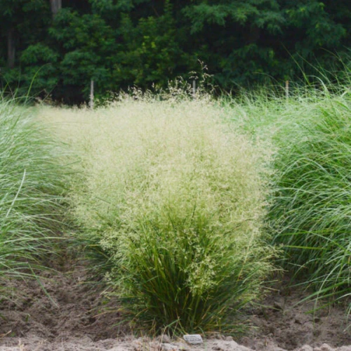 Śmiałek 'Tardfilora'