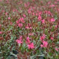 Gaura różowa Gambit Rose