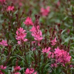Gaura lindheimeri różowa