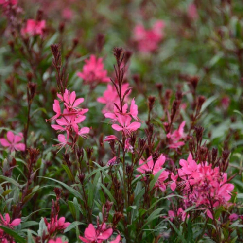 Gaura różowa