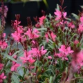 Gaura różowa Gambit Rose