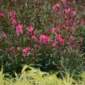 Gaura Gambit Rose