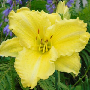Liliowiec 'Bells Appealing'