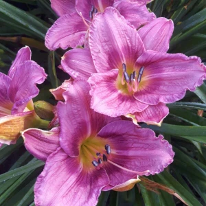 Liliowiec 'Chicago Queen' 