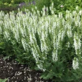 Szałwia Synchro White sadzonka