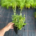 Szałwia Synchro White salvia