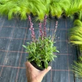 Szałwia Synchro Pink sadzonka