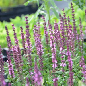Szałwia 'Synchro Pink' 