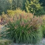 Rozplenica  'Red Head'