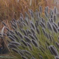 Nugat rozplenica