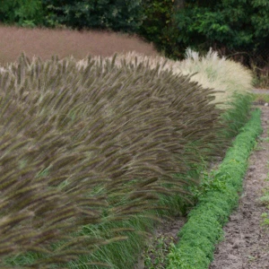 Rozplenica  'Nugat' 