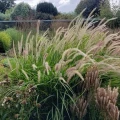 Rozplenica wschodnia Fairy Tails