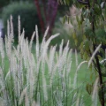 Rozplenica wschodnia Fairy Tails kwitnienie