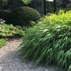 Hakonechloa 'Aureola'