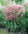 Miscanthus Polonus