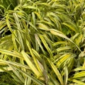 Hakonechloa Aureola