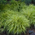 Hakonechloa macra Aureola