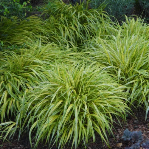 Hakonechloa macra Aureola
