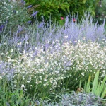 Gaura lindheimeri biała ‚Gambit White’
