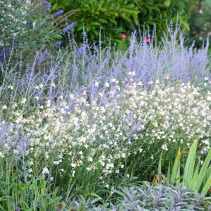 Gaura lindheimeri biała ‚Gambit White’