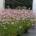 Gaura bialo rozowa